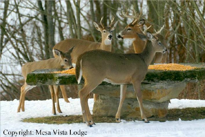 Deer in Hocking Hills